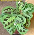 prayer plant